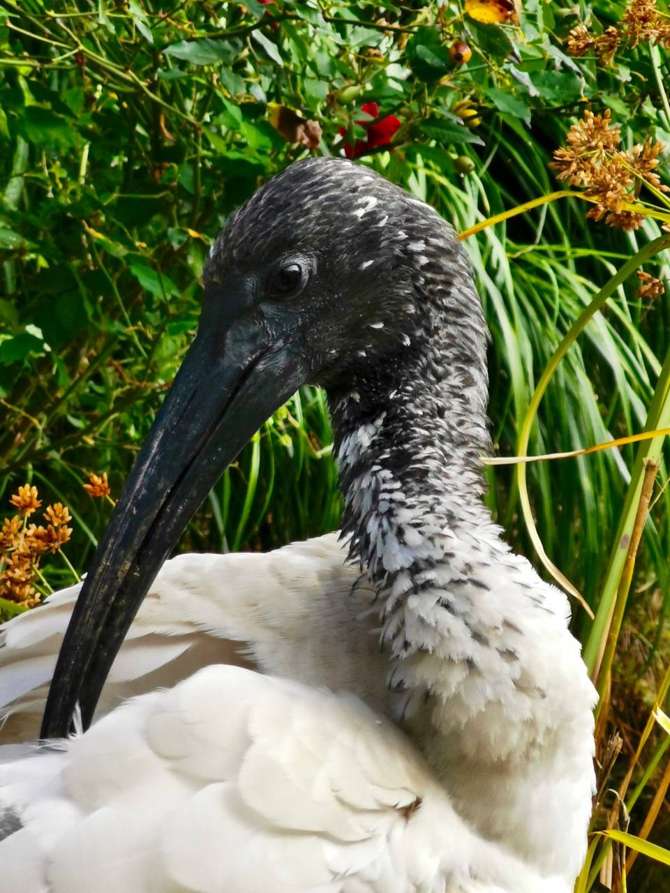 澳洲白鹮近照这里的鸟儿不怕人