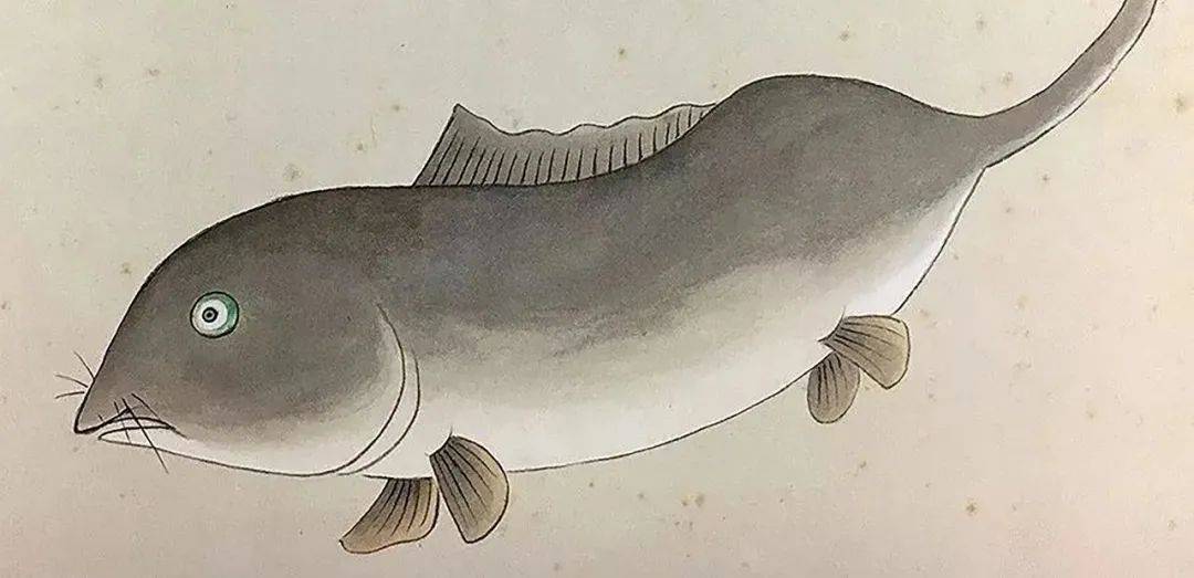 《海错图》里所画的海洋生物, 多半是画家自己凭借想象力画的, 因为