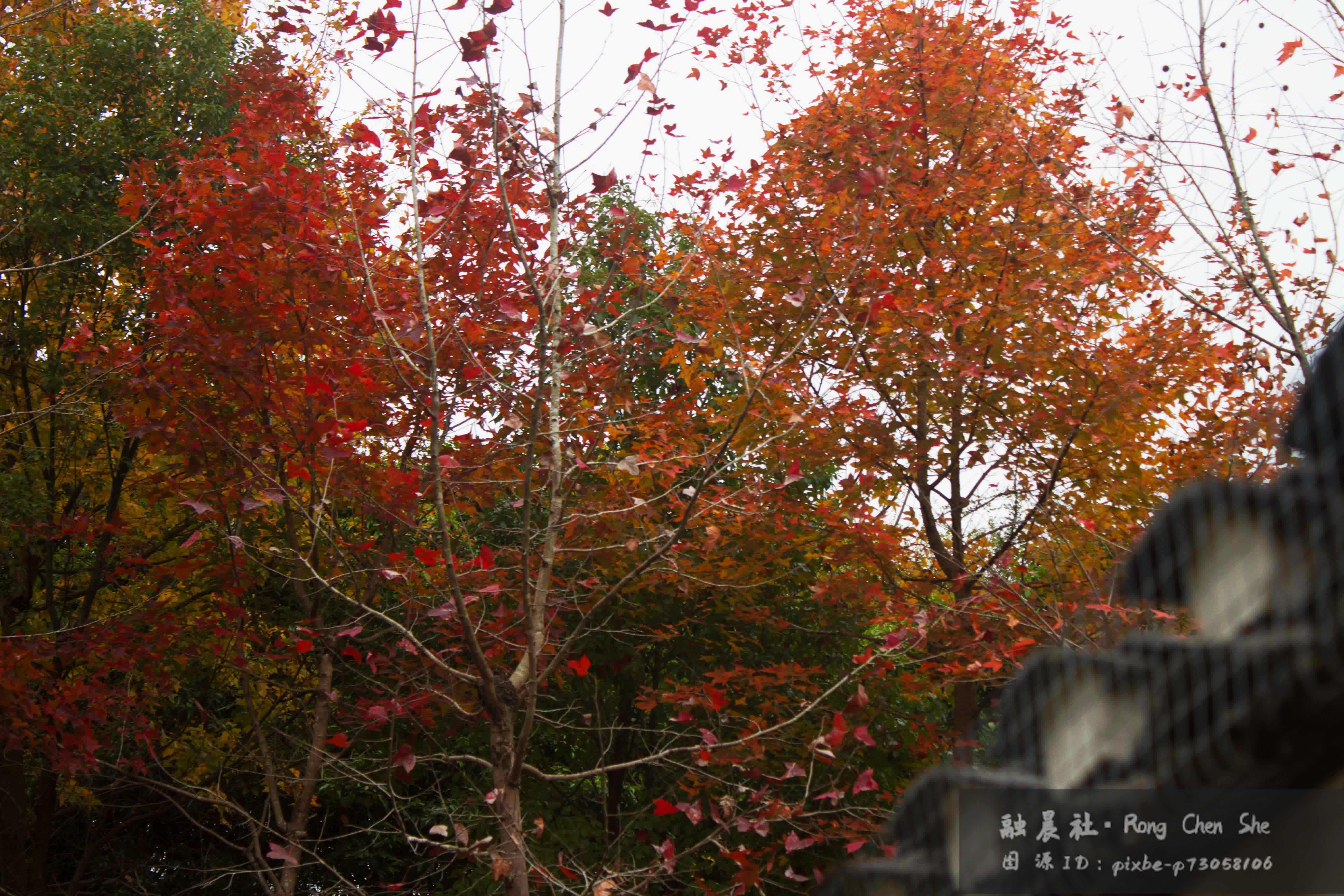 广西民族博物馆后的枫叶红了,这是深秋留下的彩色