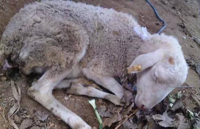 羊育肥迫在眉睫谨防霉菌中毒