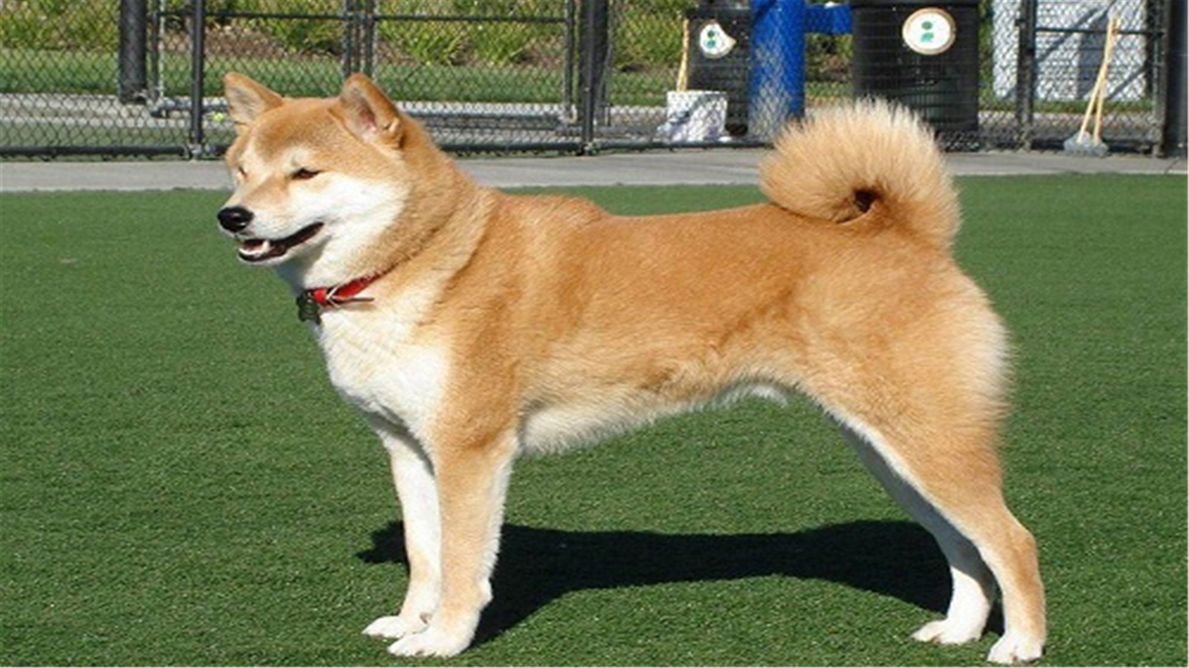 公柴犬闹狗表现