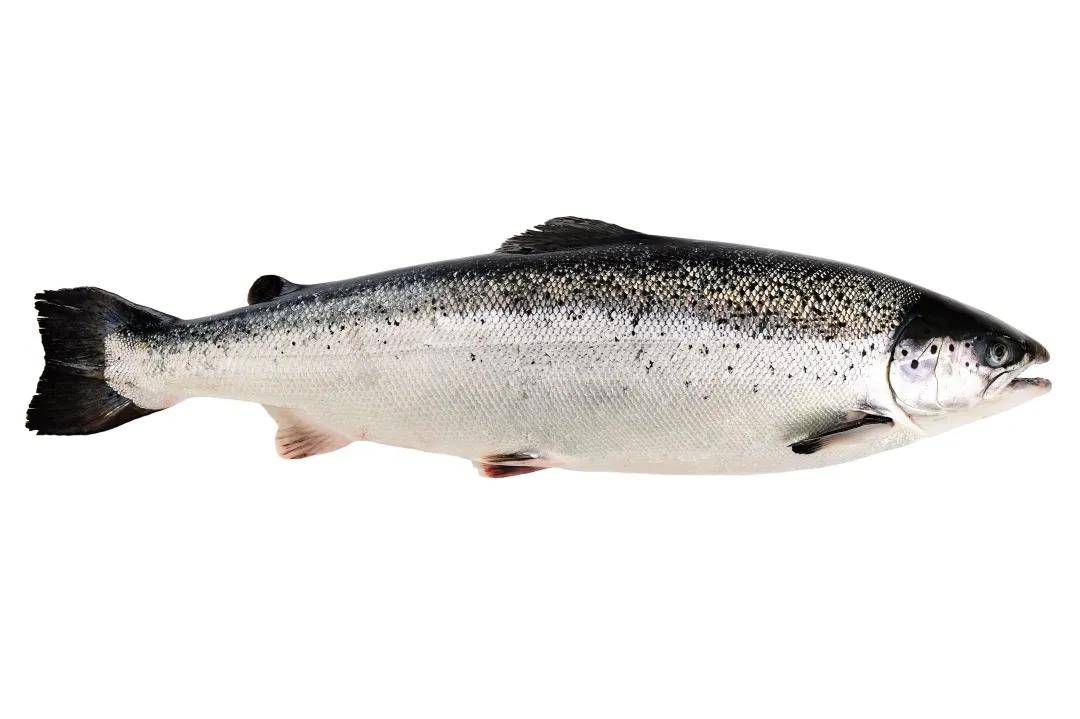 航空运输不确定增加2021年智利三文鱼出口或下降15