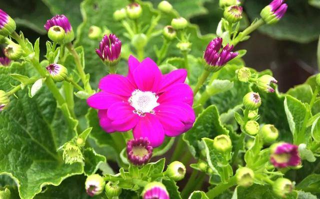 原創此幾種花最適合在春天養花大又美