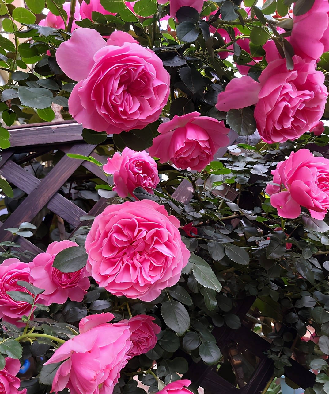 擁有一個小院子養這五種月季花好養又美輕鬆綻放花海