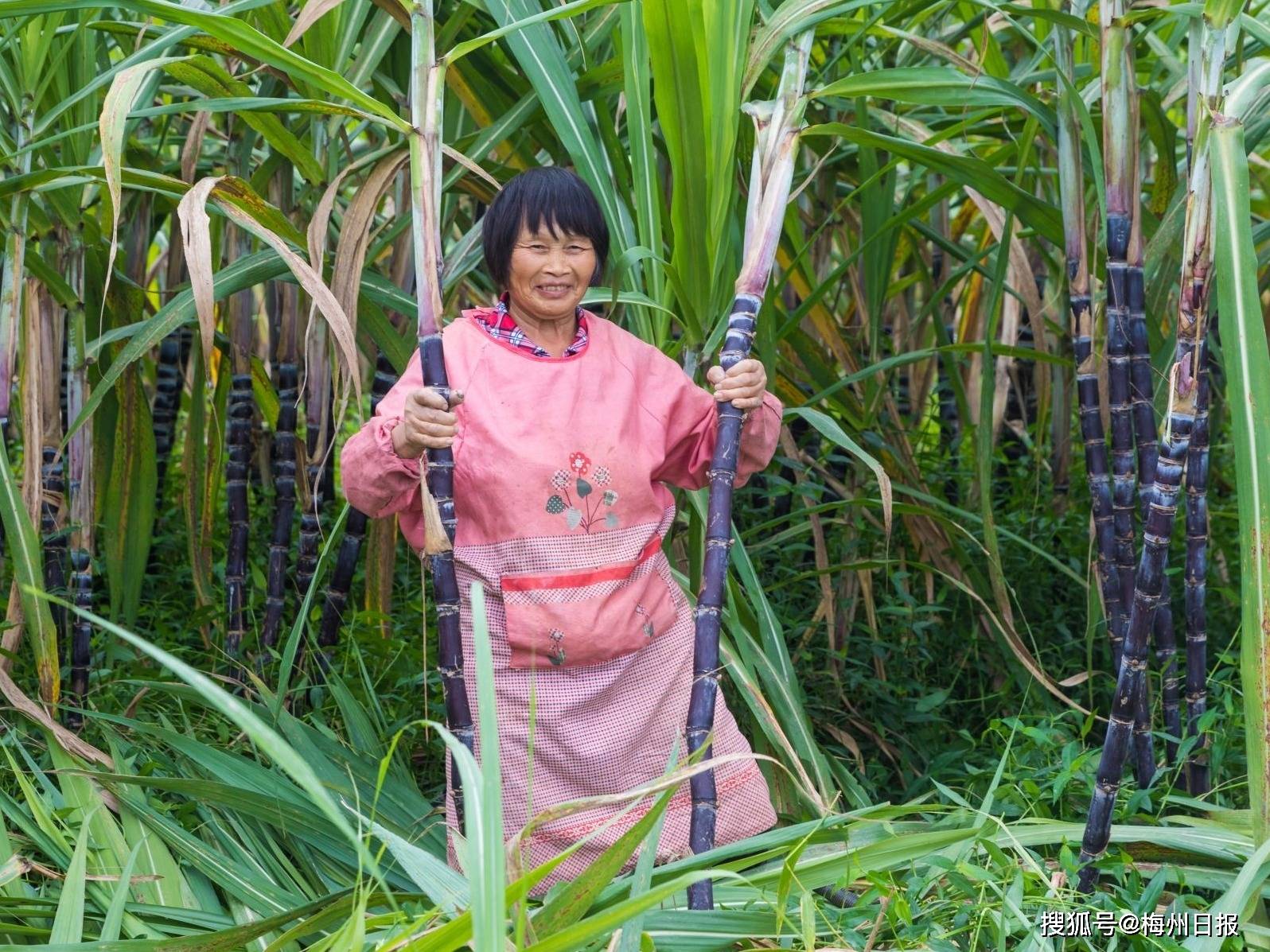 从蔗里开始蕉岭县南磜镇岭背村的甜蜜的事业