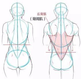 男性肩膀更宽一些,首先绘制两对线,它们的交叉点与女性的腰围是一致的