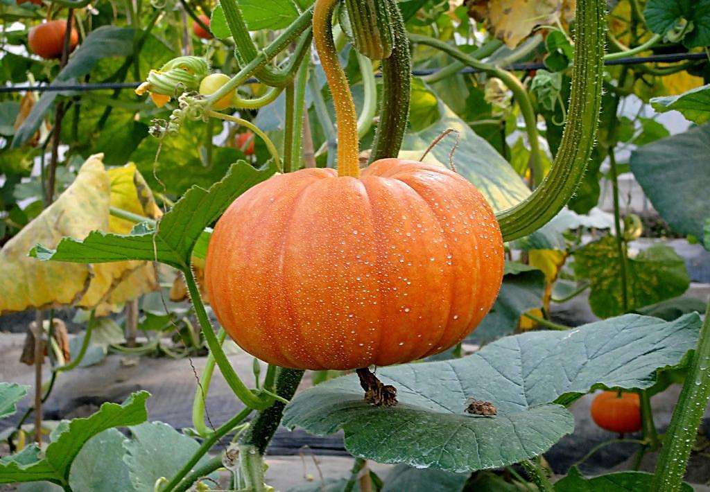 原创这五种直根系植物详细的日常管理全能科普来了