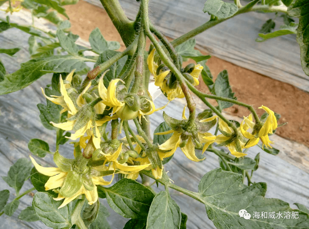 冬大棚西红柿易萎蔫的真相!掌握这4点,轻松应对!_根系