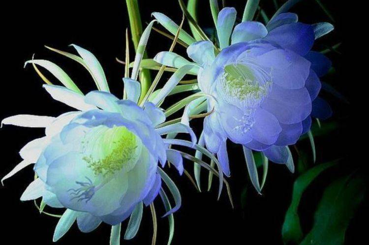 最有仙气的4种花,迷人的花朵,美不胜收,你养了吗