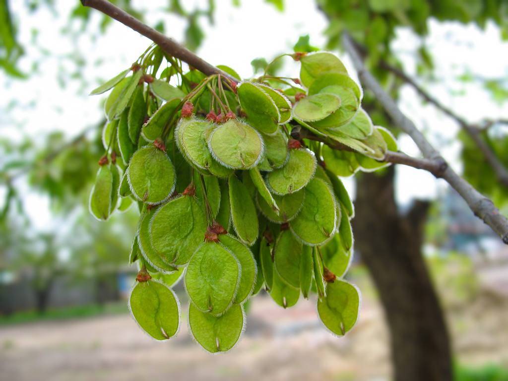原创农村常见的一种传统树木,一方涨至三千还不愿意卖,这是为何呢?