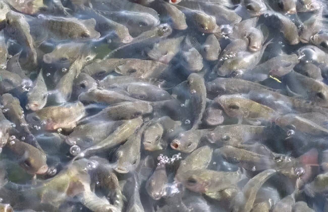 池塘混养好处多,但品种如何搭配?老师傅才知道的门道