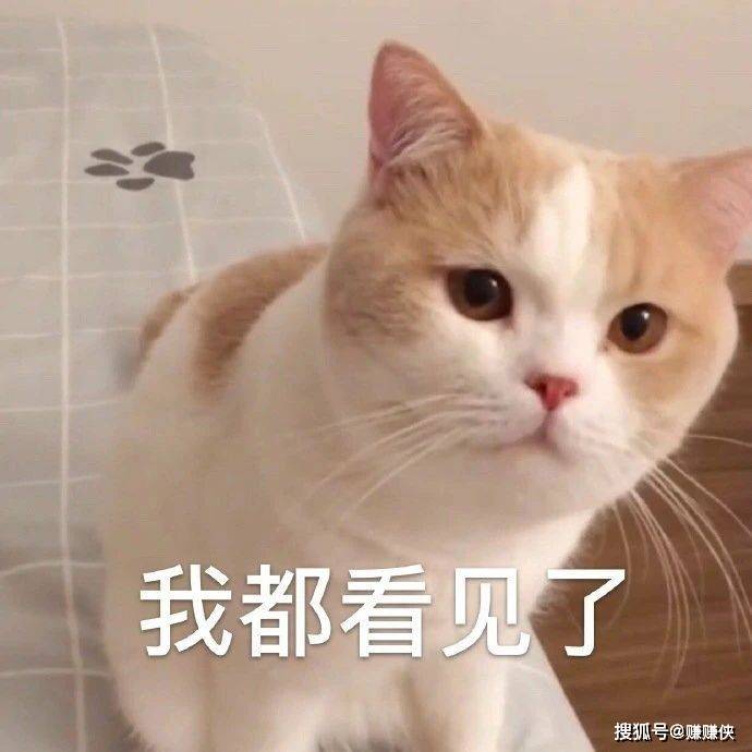 最新表情包图片别睡了小懒猪我都看见了