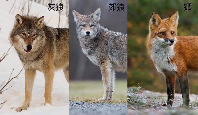 为了宠物猫和狗的安全,就该大量捕杀郊狼?_生活