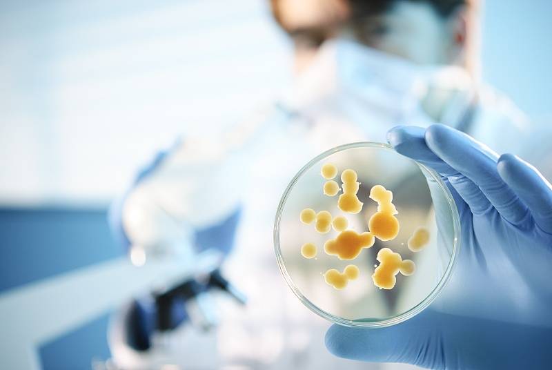 酵母菌的发酵饲料,真棒!