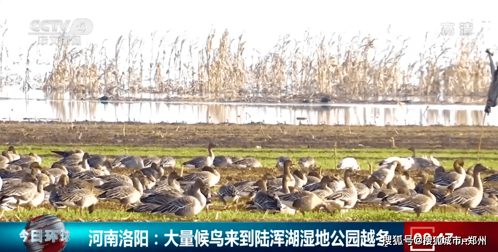 大批候鸟集结陆浑水库，嵩县又一次登上央视！