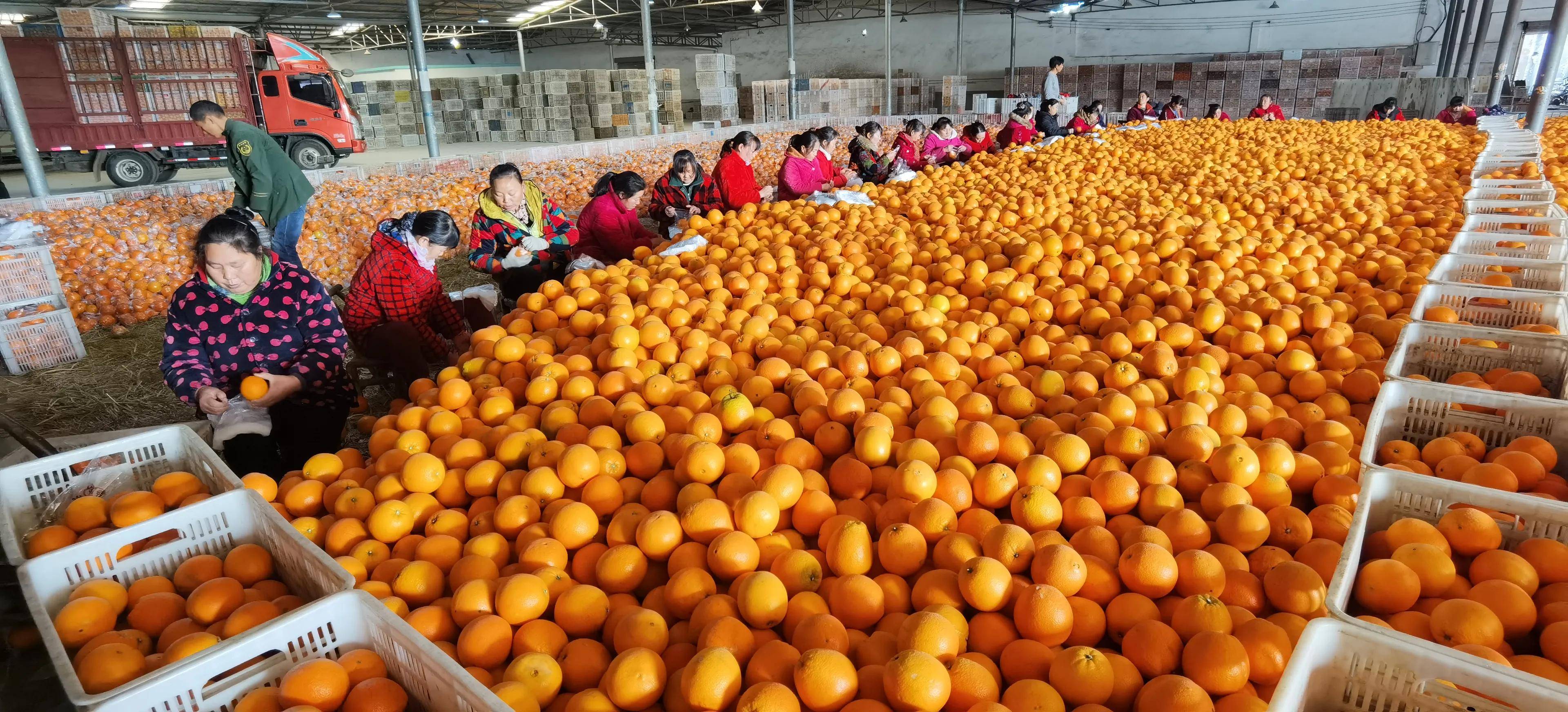 怪奇公社(刘洪进)湖北枝江消息:用绿色防控法管理柑橘,生产出安全而