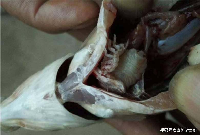 鱼肉好吃可别忘了这3个地方,有特别多的寄生虫,现在知道还不晚_手机