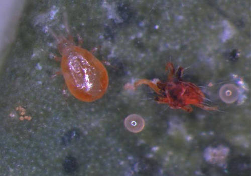 瞒天过海捕食螨巧胜红蜘蛛