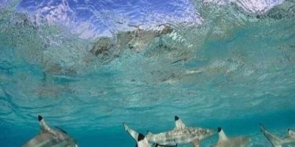 全世界5个不能游泳的地方，第一个有鲨鱼出没，第四个位于夏威夷
