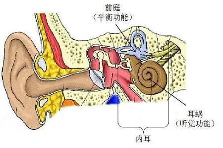 前庭神经核位置图图片