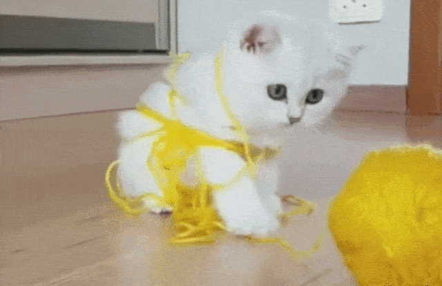 小奶猫玩一团毛线,被缠绕上身,结果变成给自己织毛衣!_手机搜狐网