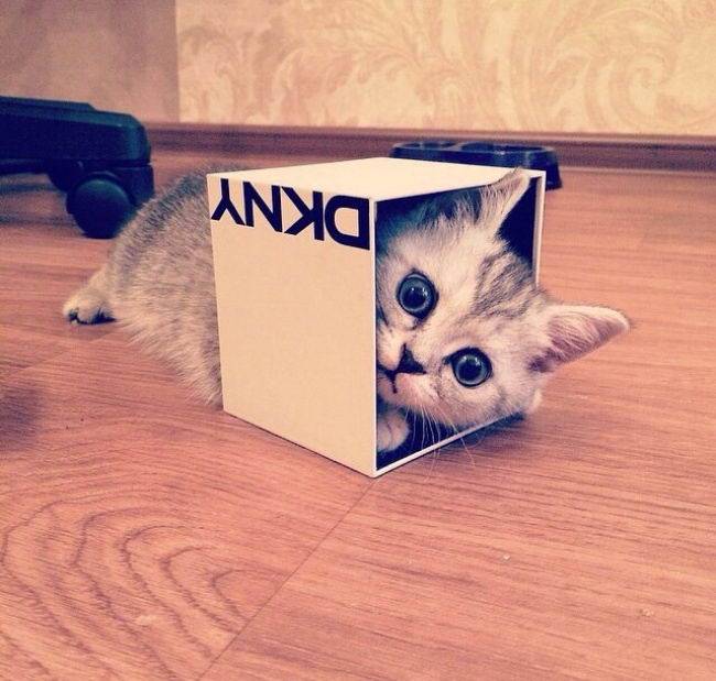 至于宠物猫,他们将使用盒子作为安全的