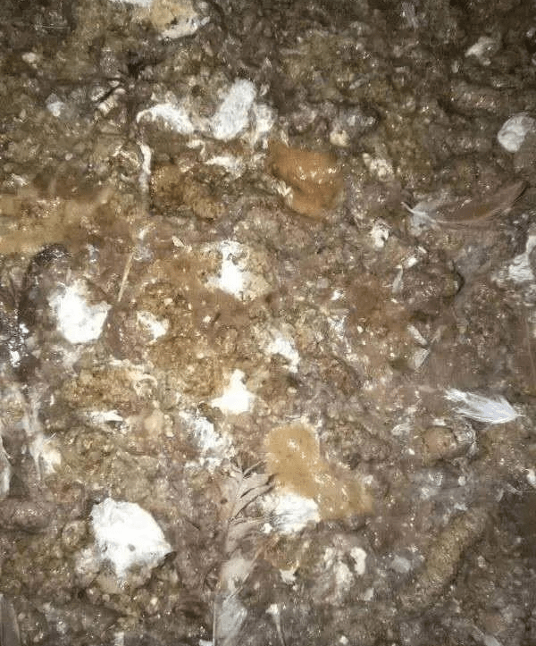 鸭子吃完料不长肉咋回事鸭拉稀拉水怎么办鸭子拉白屎是什么原因呢