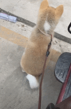 背影像土狗,大家也都说是土狗,转过脸来才发现错了!