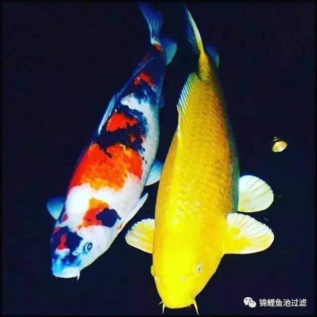 失色这一池五彩的活宝石美的不真实晨光中的锦鲤池定会让生活充满芳香