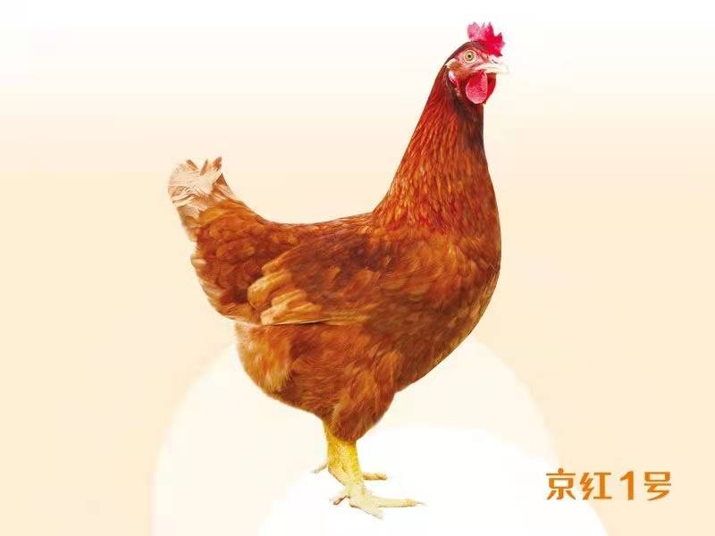 中国鸡蛋"保卫战":国内蛋鸡一度80%依赖进口,破局了吗?