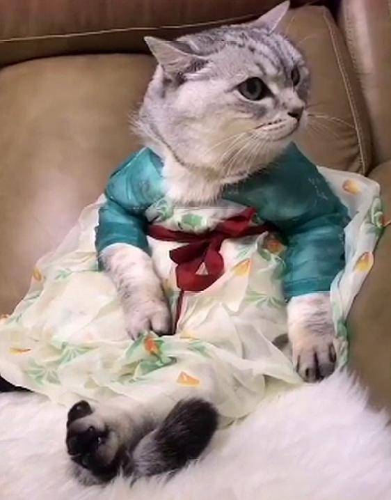 猫咪穿上汉服,仙气飘飘坐着不能动,网友:猫贵妃吉祥!_传统