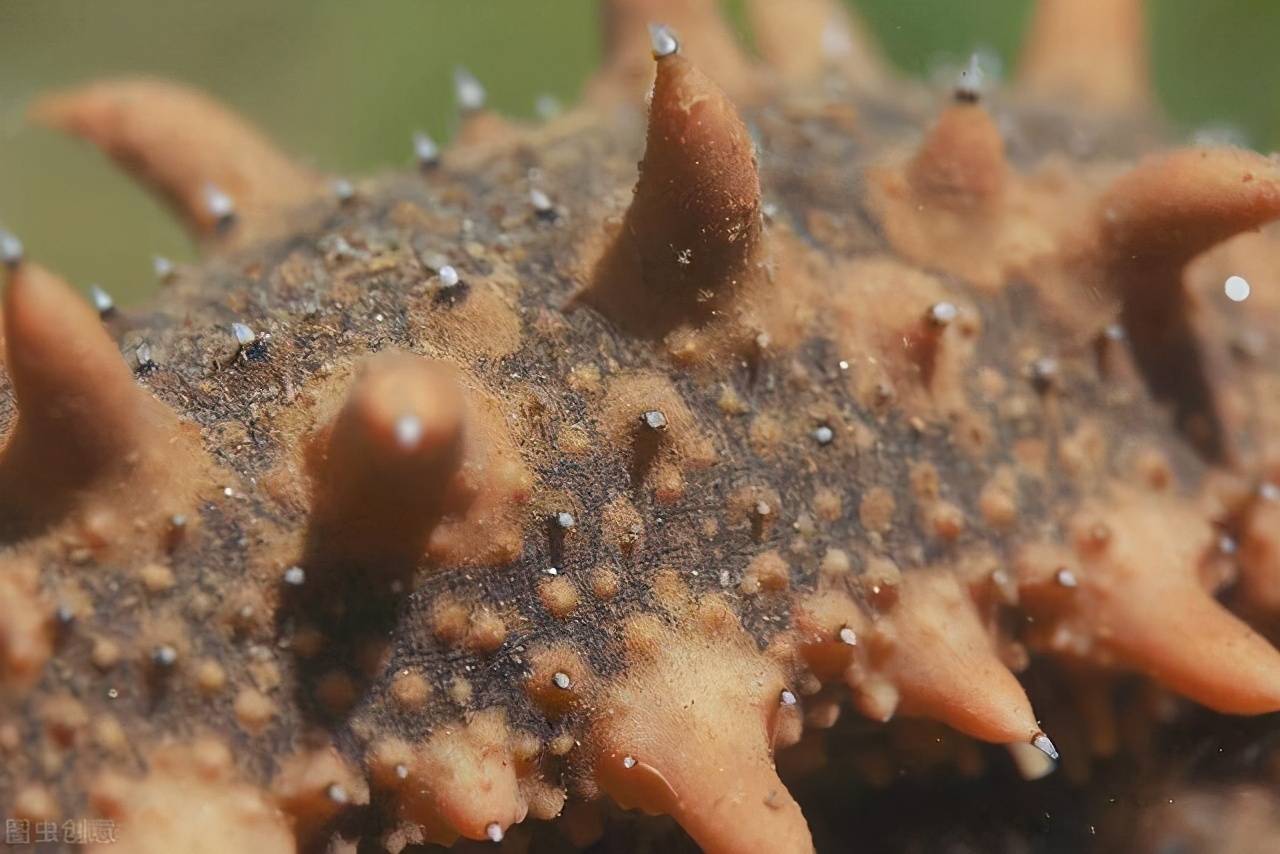 水中人参——海参,如何有效解决吐肠问题?