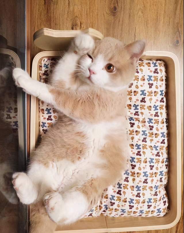 猫中柯基"矮脚猫",可爱爆棚了!你了解它多少?