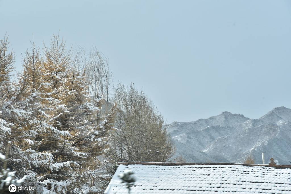 壯美北國風光! 牛羊漫步在冬雪皚皚的祁連山