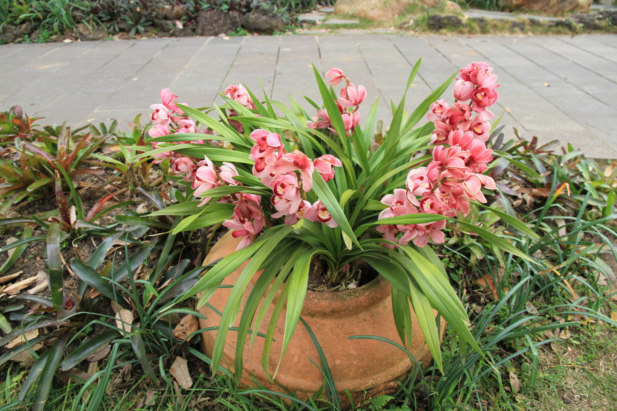 适合冬季欣赏耐寒的花卉盆栽推荐花美也可以不分季节