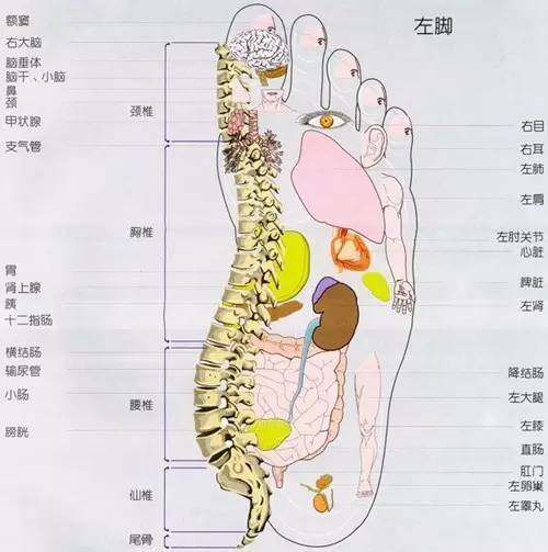 脚上的五脏六腑分布图图片