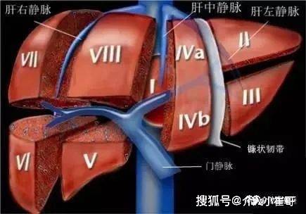 肝脏s8在哪里小崔哥为您讲解肝脏解剖位置