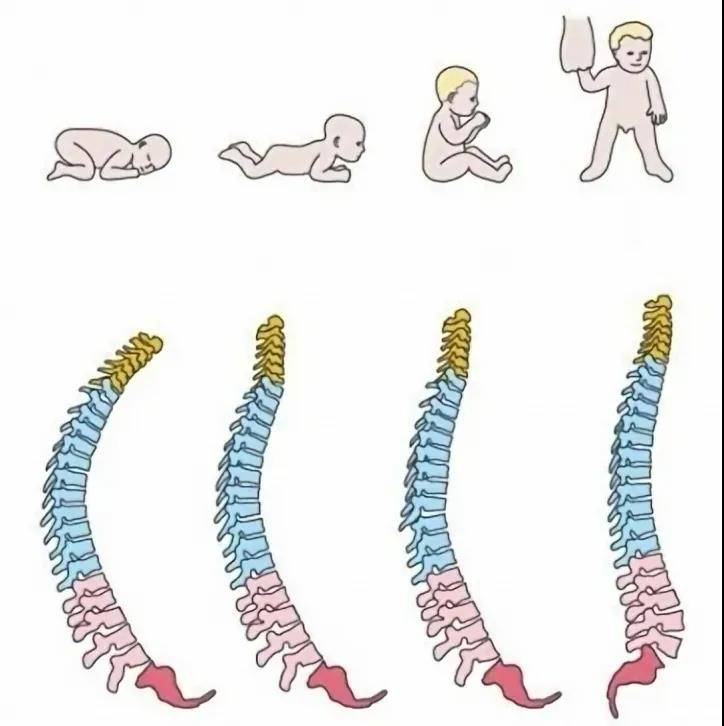 婴儿脊柱正常发育图图片