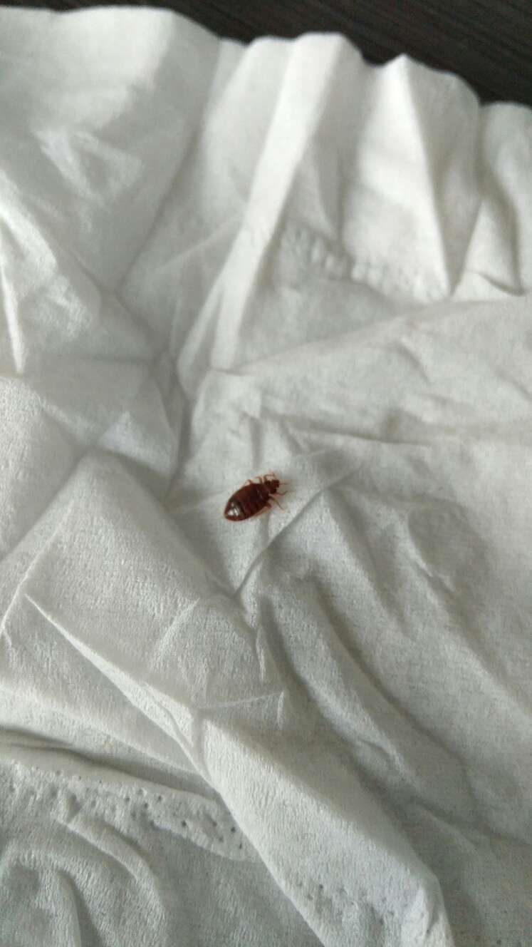 床头吸血虫图片图片