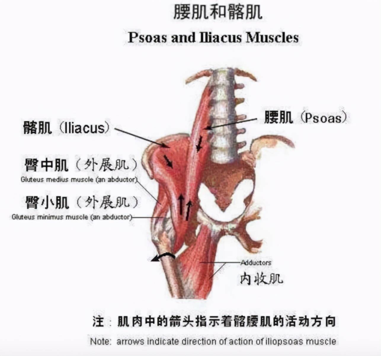 荒野健康xo型腿如何靠按摩或锻炼矫正