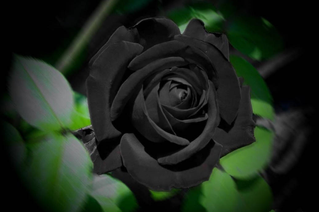 黑颜色花的寓意黑色代表不可预知,所以黑色的花寓意一般都不怎么好!