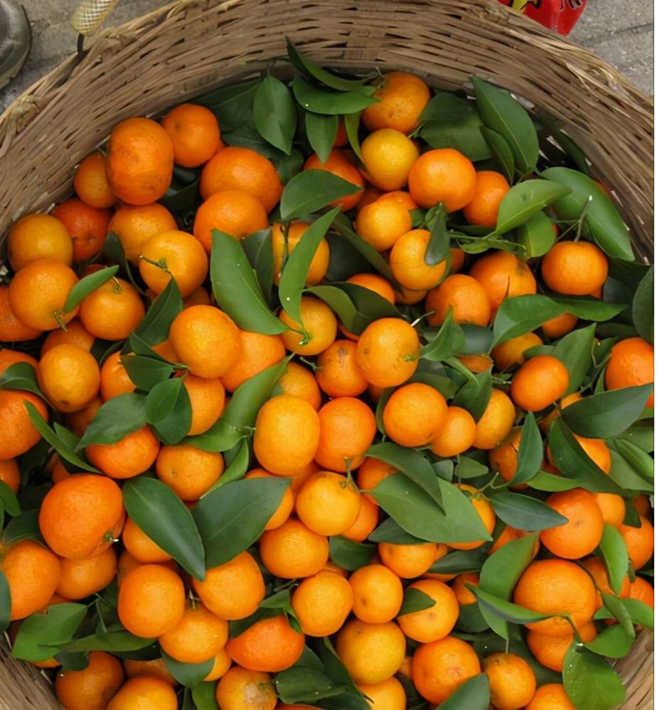 刚上市时三块一斤,如今跌到几毛一斤卖不掉,果农:为何又烂市?_柑橘类
