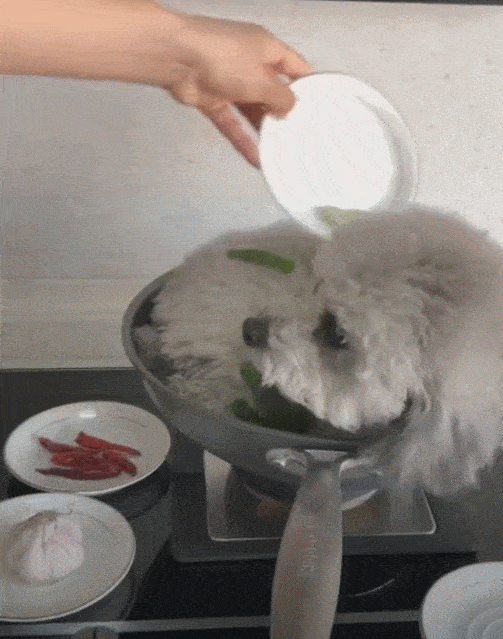 主人把狗狗放锅里煮,狗狗耐心等待加水,狗:套路升级!