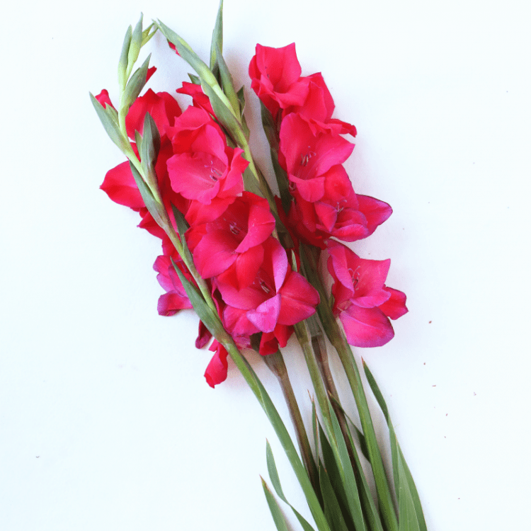 送你一朵小红花,祝你新年快乐,不要丧!