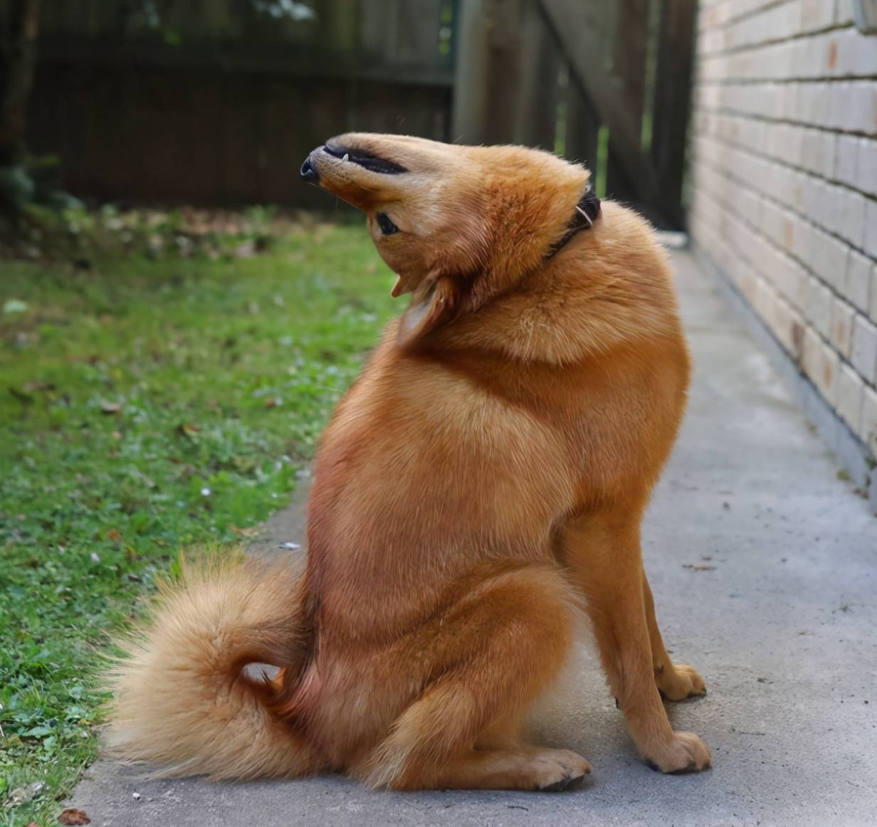 之前也有见它做过这个动作,经常这样倒着头看其他狗狗