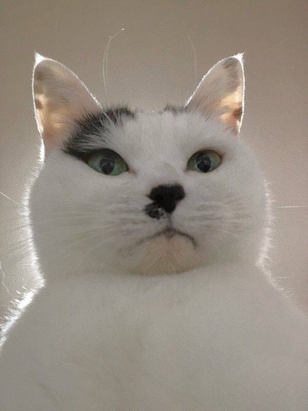 一位铲屎官饲养了一只个性极其慵懒的黑白猫它最喜欢耍废,经常能在