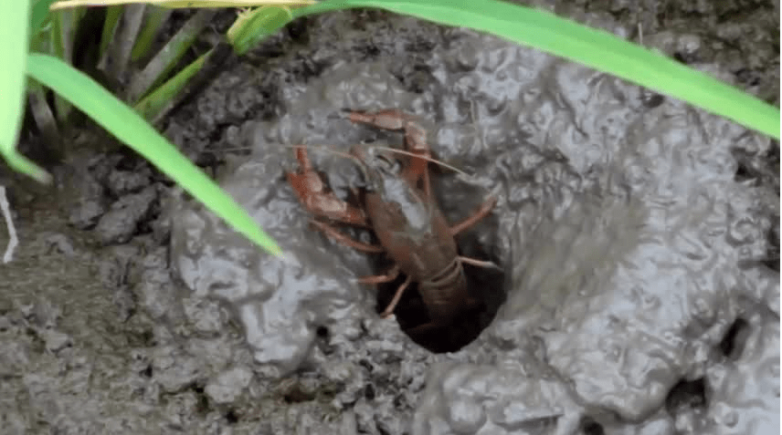 小龙虾冬季打洞出爬管理?_手机搜狐网