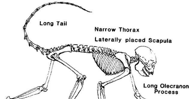 转帖大部分动物都有的东西为什么人类说不要就不要了