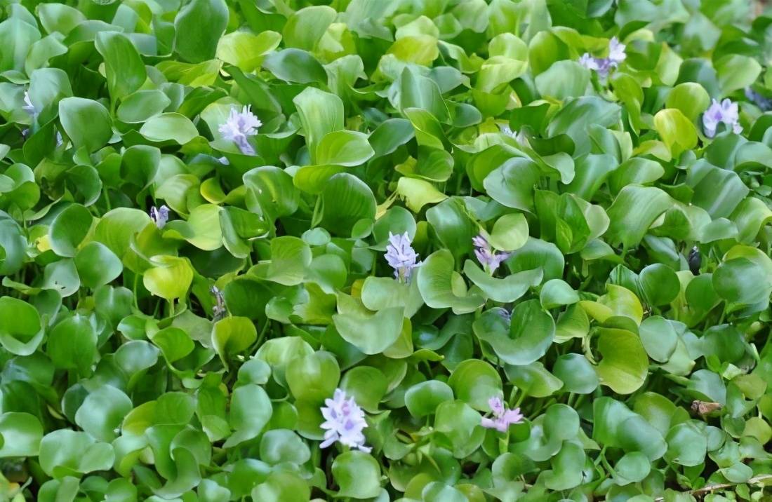 警惕入侵生物福寿螺可能是下一个泛滥成灾的水葫芦