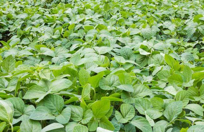 稻米与黑豆的传说